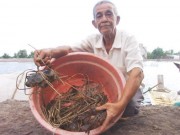 Thị trường - Tiêu dùng - Làm giàu ở nông thôn: Cuộc “dạo chơi” tiền tỷ với tôm, cua hoang dã