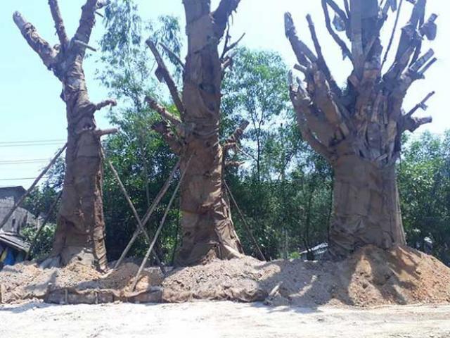 Nơm nớp lo cây "quái thú" trồng tạm ở TT Huế đổ đè nhà dân