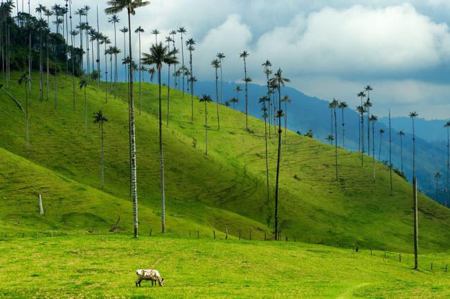 Thung lũng Cocora, Columbia: Những ngọn đồi phủ cỏ xanh của thung lũng Cocora được tô điểm bằng các cây cọ cao vút.