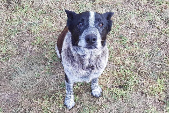 Úc: Vừa mù vừa điếc, chú chó này vẫn cứu được cô chủ 3 tuổi lạc rừng - 1