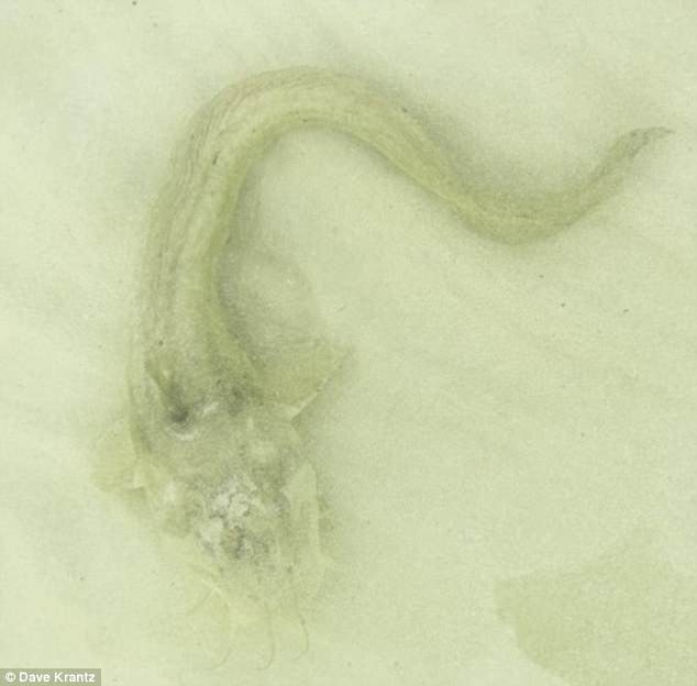 Ngư dân phát hoảng khi thấy cá “quái vật” dài 1m bơi dưới chân - 1