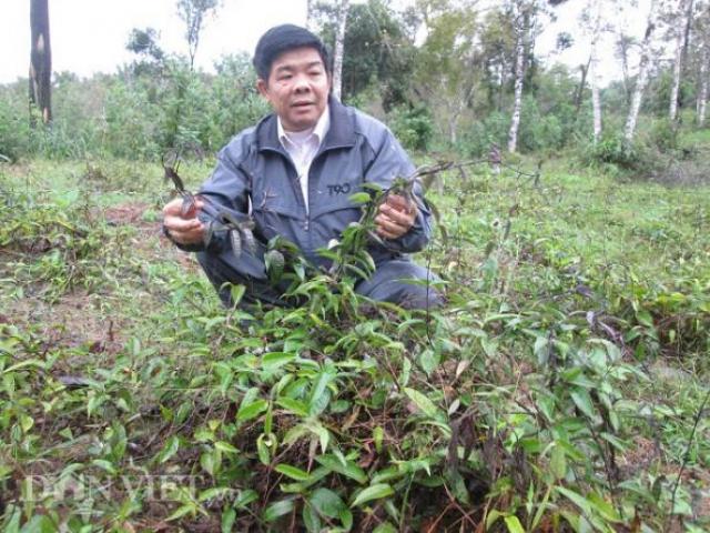 Những ”phù thủy“ nông dân đất Việt, cứ trồng cây là cây... “đẻ ra vàng“