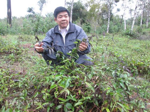 Những &#34;phù thủy“ nông dân đất Việt, cứ trồng cây là cây... “đẻ ra vàng“ - 4