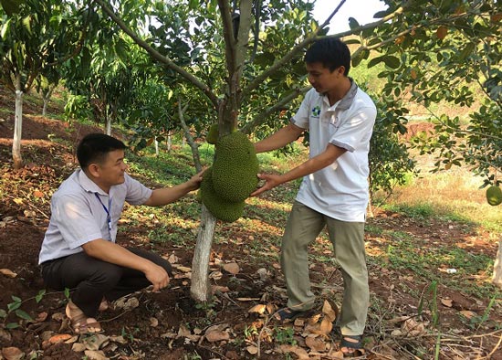 Trồng mít &#34;lạ&#34; trên đất dốc, trước bị kêu ngốc, sau lại được khen - 4