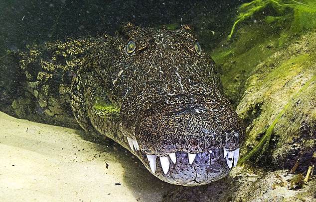 Bỏ 150 triệu để bơi cùng cá sấu khổng lồ - 1