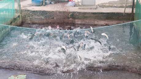 Chán cá tra, nuôi cá lóc đầu nhím, lãi 600 triệu đồng/năm - 1