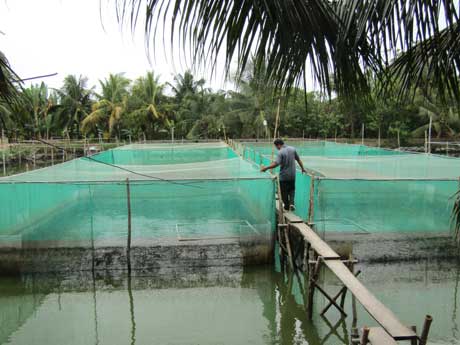 Chán cá tra, nuôi cá lóc đầu nhím, lãi 600 triệu đồng/năm - 3