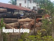 Pháp luật - Trùm gỗ lậu Phượng &quot;râu&quot;: Từ người làm thuê thành đại gia khét tiếng