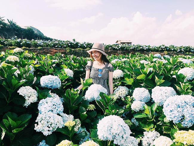 &#39;Lịm tim&#39; trước cánh đồng hoa lavender tím biếc ở Đà Lạt - 7