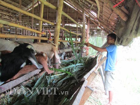 Trồng 9 mương rau cần tây, cứ 40 ngày lại thu 40 triệu - 2