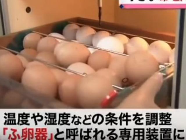 Tranh cãi lớp dạy học sinh nuôi gà rồi tự giết thịt ở Nhật Bản