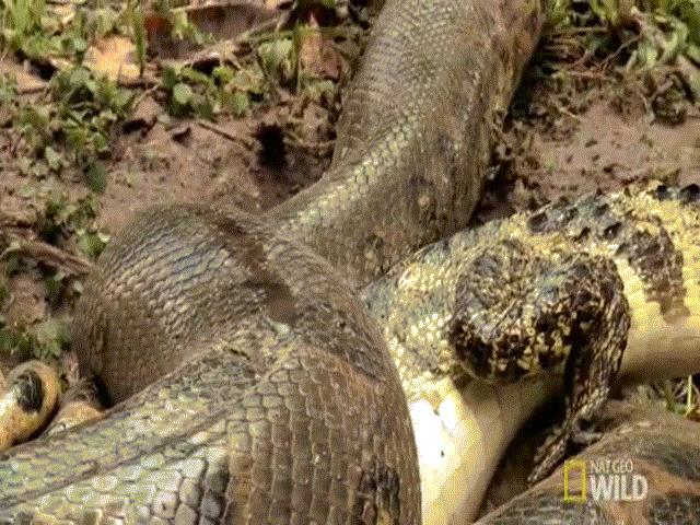 Cảnh trăn anaconda khổng lồ ăn thịt cá sấu trên sông Brazil