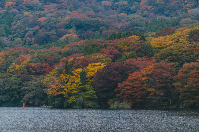 Sắc màu mùa thu tại hồ Ashinoko, Hakone, tỉnh Kanagawa.