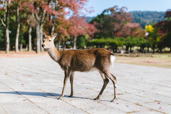 Khám phá hươu trong công viên ở Nara.