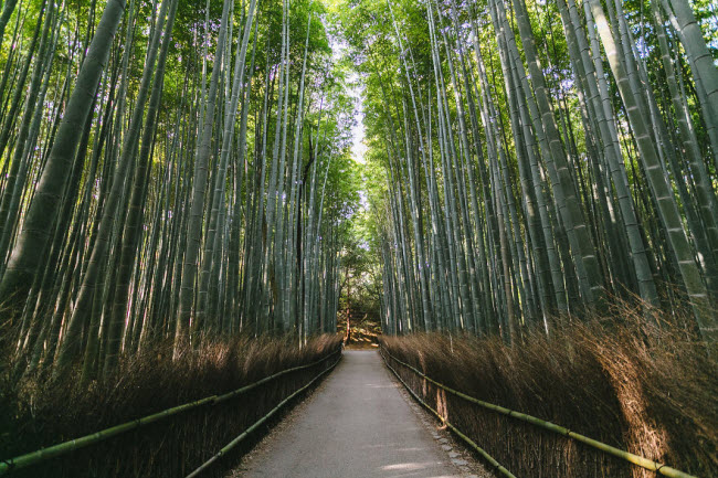 Rừng tre Arashiyama ở phía tây thành phố Kyoto.