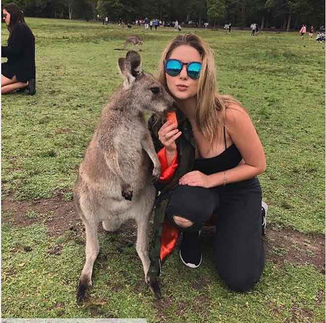 Kangaroo tấn công du khách để giành thức ăn - 1