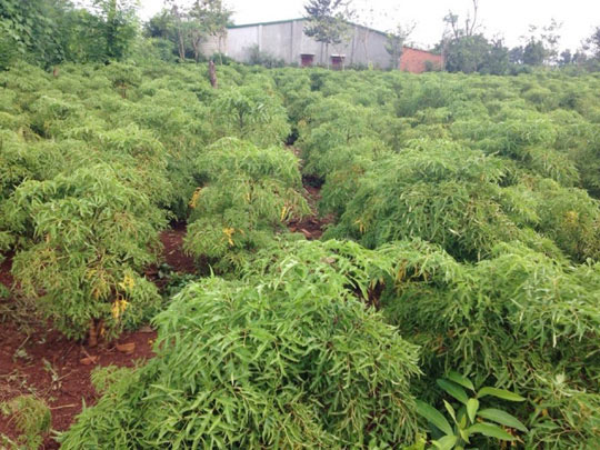 Làm giàu ở nông thôn: Trồng "sâm của người nghèo", lãi 200 triệu/năm - 2