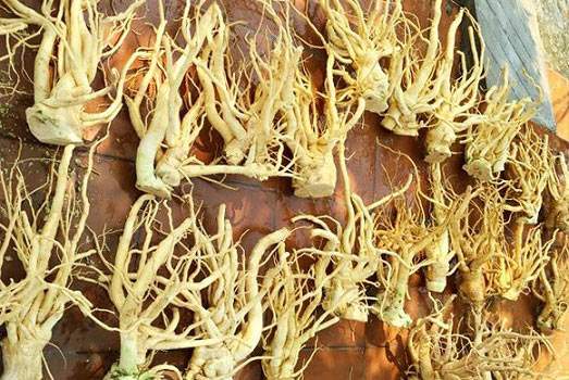 Làm giàu ở nông thôn: Trồng "sâm của người nghèo", lãi 200 triệu/năm - 3