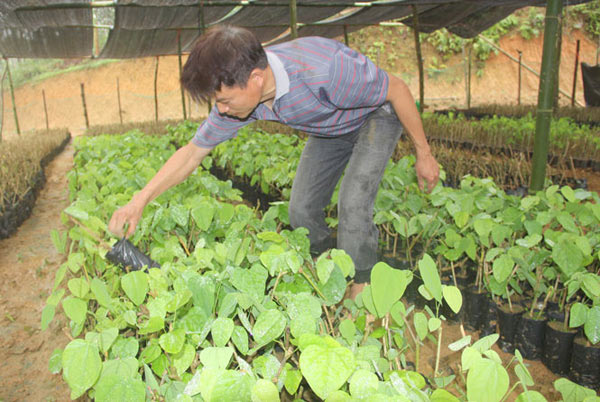 &#34;Thuần hóa&#34; rau bò khai rừng thành rau nhà, ngồi đếm ngọn thu tiền - 1