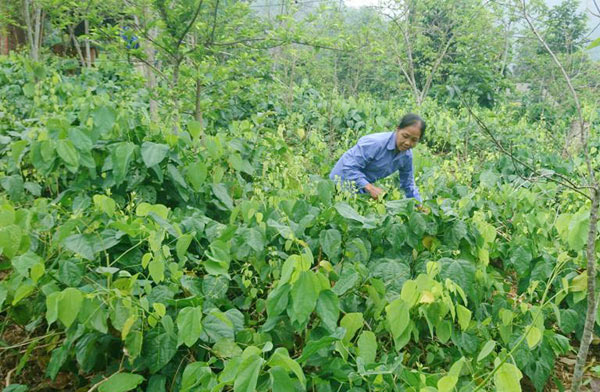 &#34;Thuần hóa&#34; rau bò khai rừng thành rau nhà, ngồi đếm ngọn thu tiền - 3