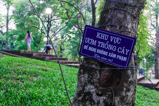 Lo ngại mất trộm, Hà Nội &#34;mặc áo giáp&#34; cho cây sưa đỏ - 11