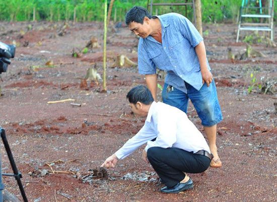 NÓNG: Lại cảnh báo việc nông dân đào rễ hồ tiêu bán sang Trung Quốc - 3