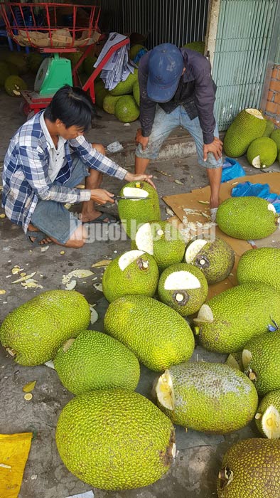 Vào mùa thu hoạch rộ, giá mít Thái siêu sớm giảm sâu - 1