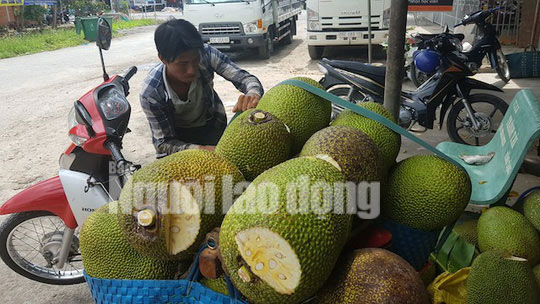 Vào mùa thu hoạch rộ, giá mít Thái siêu sớm giảm sâu - 3