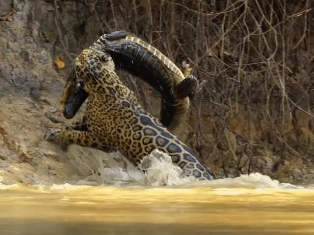 Báo đốm phục kích đoạt mạng cá sấu chỉ với một nhát cắn