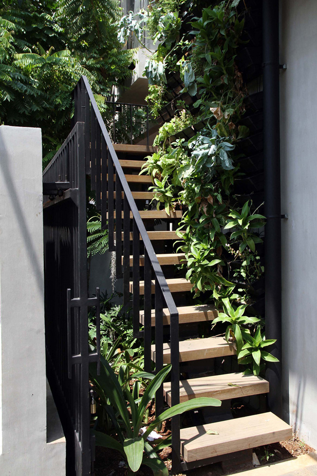 Cầu thang gỗ với tay vịn bằng sắt sơn đen cũng biến thành một vườn cây nho nhỏ.
