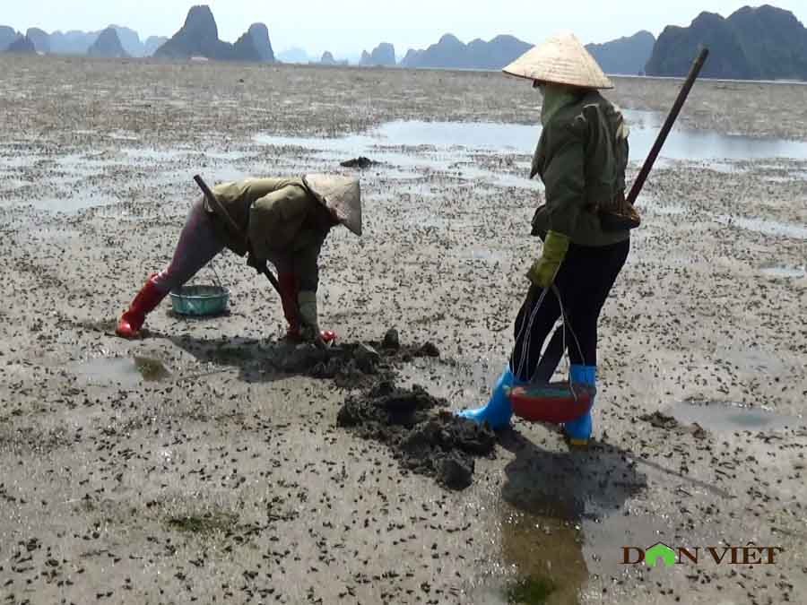 Clip: Theo chân ngư dân Vân Đồn đi đào sá sùng, kiếm 1 triệu/ngày - 3