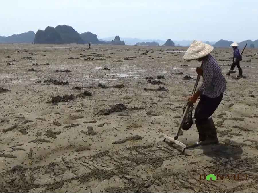 Clip: Theo chân ngư dân Vân Đồn đi đào sá sùng, kiếm 1 triệu/ngày - 8