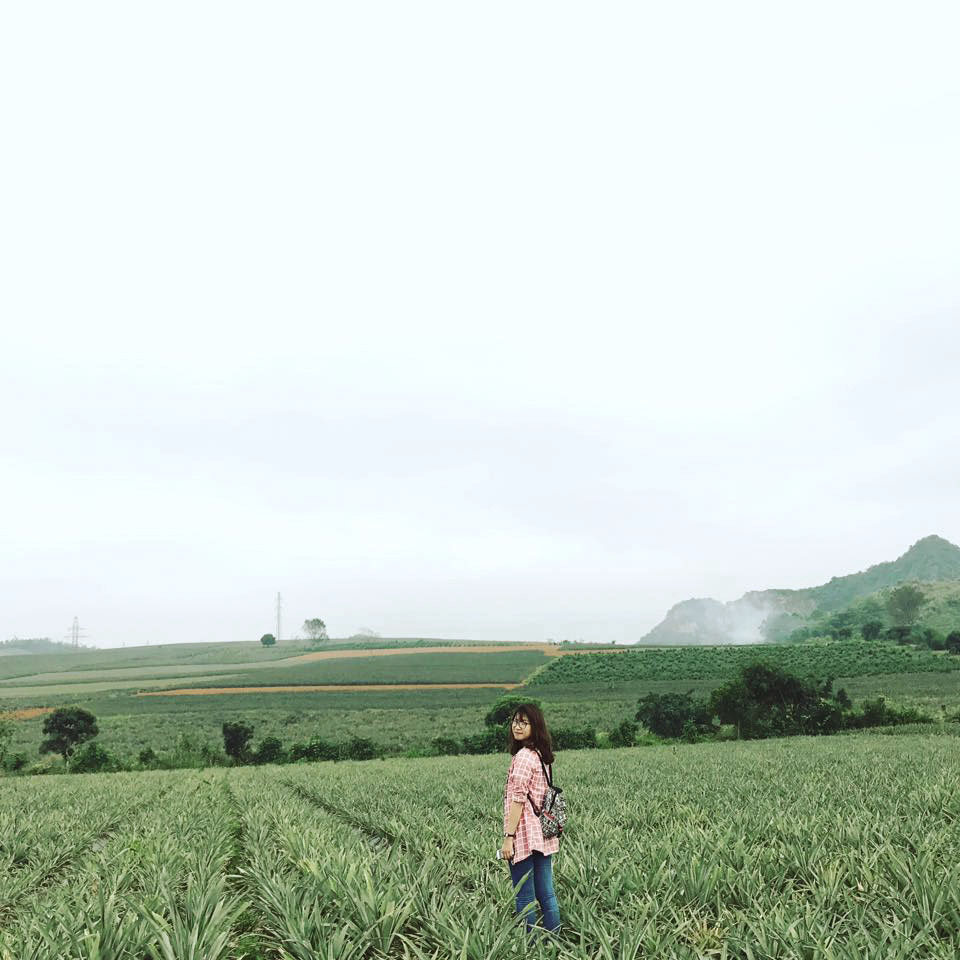 Sống ảo trên cánh đồng dứa xanh mướt mắt tại Cố đô Hoa Lư - 1