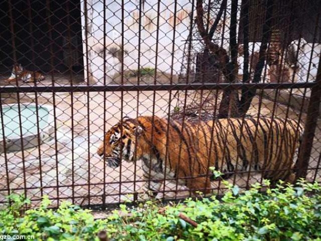 Hổ dữ vồ chết nhân viên vườn thú ở Trung Quốc