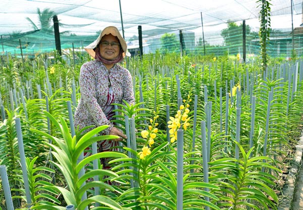 Làm đủ nghề không khá, trồng vài trăm m2 hoa lan, thu cả trăm triệu - 1