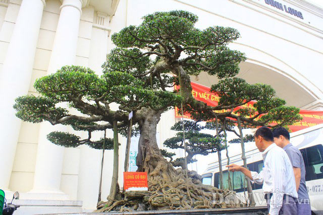 Siêu cây dáng &#34;Long cổ đại&#34; 15 tỷ không bán của đại gia Hải Dương - 2