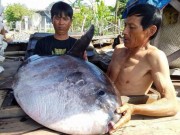 Tin tức trong ngày - Ngư dân hiến tặng cá mặt trăng quý hiếm cho bảo tàng