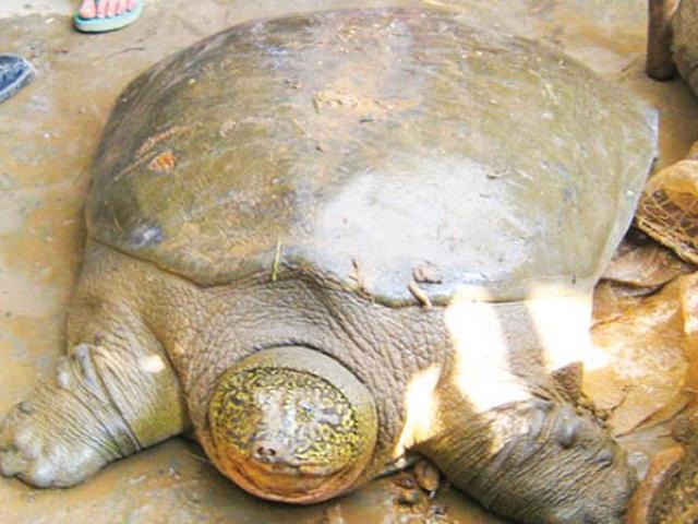 Lên kế hoạch bảo vệ 2 cá thể rùa Hoàn Kiếm cuối cùng ở VN
