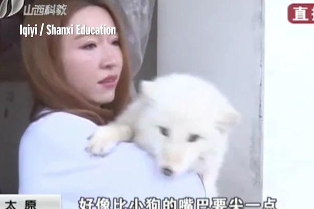 Mua chó Nhật về nuôi gần 1 năm mới phát hiện là con khác - 1