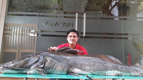 Hà Nội: Xuất hiện cá lăng dài 2 mét, nặng 100kg - 2