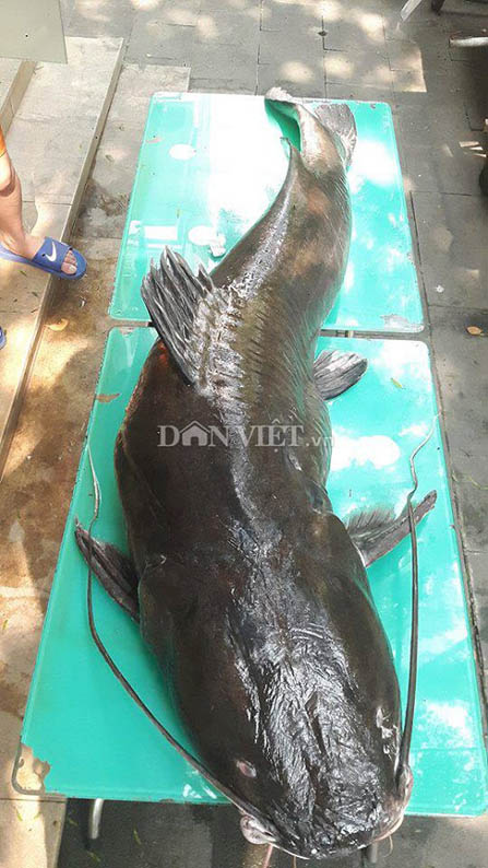 Hà Nội: Xuất hiện cá lăng dài 2 mét, nặng 100kg - 1