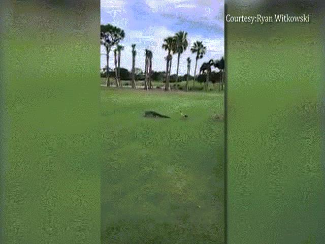 Cá sấu bị đàn ngỗng đuổi “chạy té khói” ở Mỹ