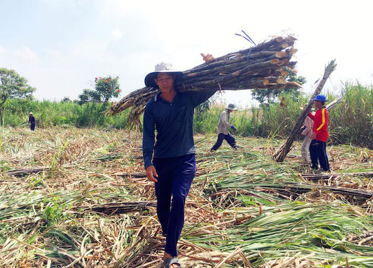 Đường tồn kho hơn 680.000 tấn, giá mía giảm mạnh - 1