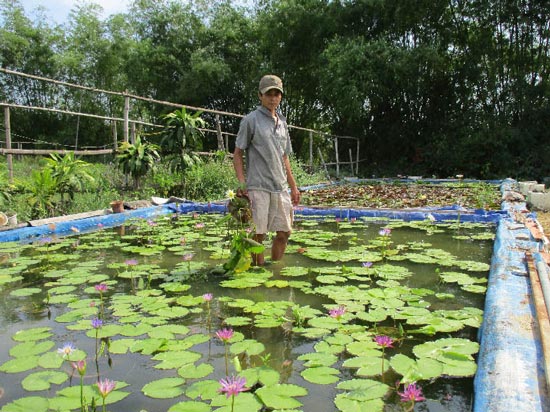 Làm hồ trên cạn trồng hoa súng, hoa sen, bỏ túi 20 triệu/tháng - 2