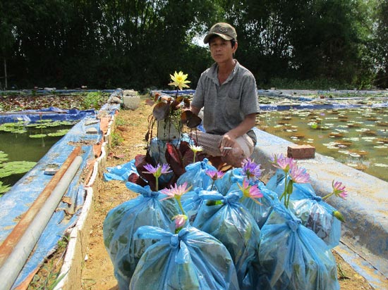 Làm hồ trên cạn trồng hoa súng, hoa sen, bỏ túi 20 triệu/tháng - 3