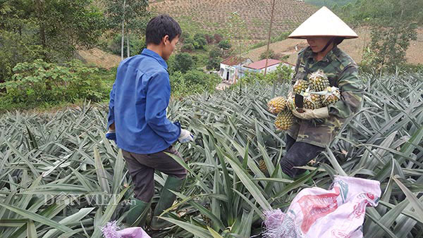 Trồng cây trăm mắt trái vụ, ngon ngọt như chính vụ, bán giá lại cao - 2