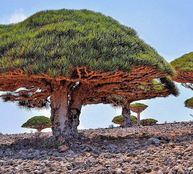 Đảo Socotra, Yemen: Cây có hình dáng kỳ lạ trên đảo Socotra khiến nơi đây trông như ở một hành tinh khác. Hòn đảo gần như không có đường giao thông cũng như sở hữu nhiều hang động và xác tàu đắm.