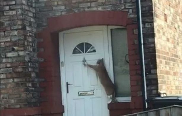 Video: Chú mèo lịch sự nhất thế giới, biết gõ cửa xin vào nhà - 1