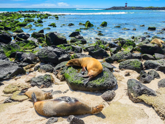 Quần đảo Galapagos, Ecuador: Quần đảo nằm ngoài khơi Ecuador có ảnh hưởng lớn tới thuyết tiến hóa của nhà khoa học Charles Darwin. Nơi đây có hệ sinh thái độc đáo, với nhiều loài động vật đặc hữu.