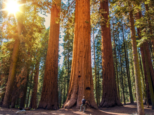 Vườn quốc gia Sequoia, Mỹ: Khu bảo tồn thiên nhiên này nổi tiếng với cây cự sam, cây lớn nhất và sống lâu nhất trên Trái đất. Vườn quốc gia Sequoia hiện có khoảng 8.000 cây loại này.